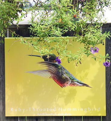 Hummingbird picture hanging.
