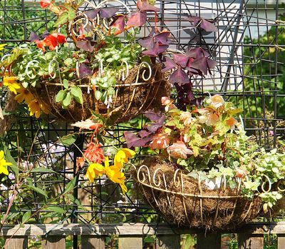 Pair of hanging planters.