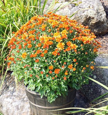 Orange mums