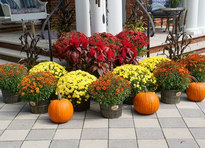 Patio with mix of mums and pumpkins.