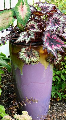 Purple planter with begonias.