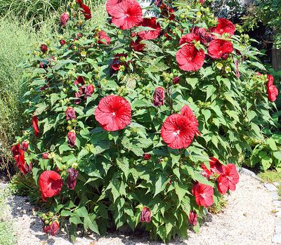 Red hibiscus bush.