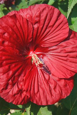 Red hibiscus, detail.