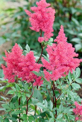 Celosia.
