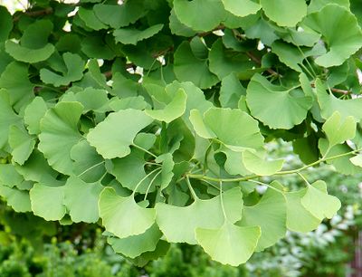 Gingko leaves.