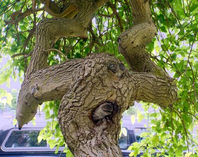 Bent tree.