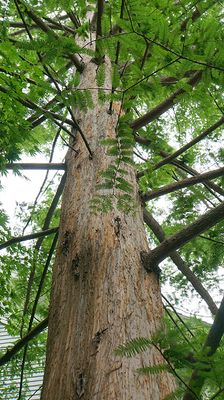 Metasequoia aka Dawn Redwood.