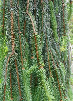 Weeping Serbian Spruce.