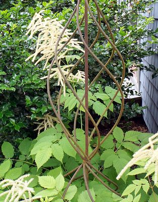 Astilbe on support.