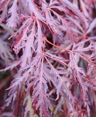 Lace leaf Japanese maple.