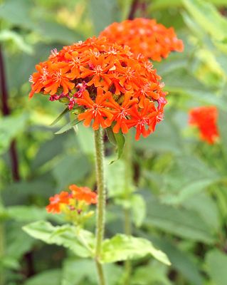 Maltese cross.