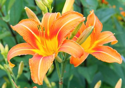 Orange lily.