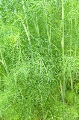 Asparagus.