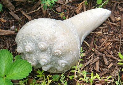 Stone whelk.
