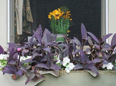 Window box.
