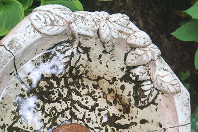 Birdbath detail.