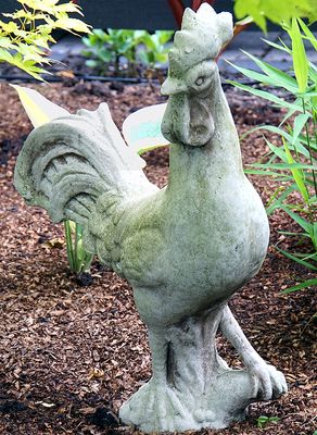 Chanticleer.