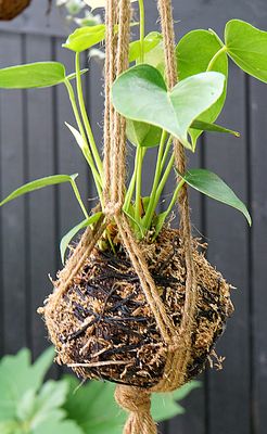 Hanging plant ball.