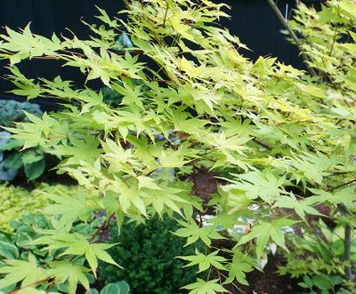 Japanese maple.