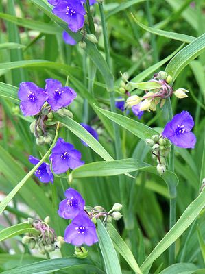 Spiderwort.