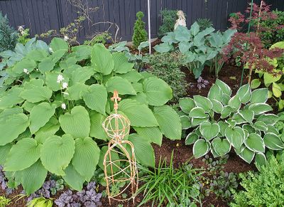 Various Hosta.