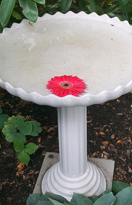 Birdbath.