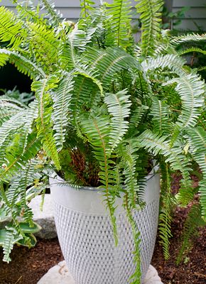 Planter with ferns.