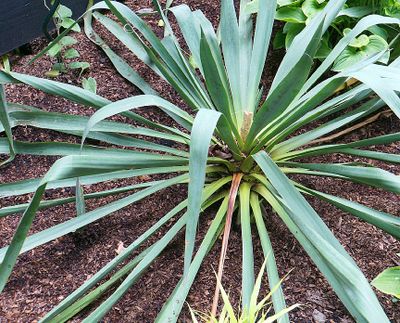Yucca.