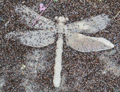 Dragon fly garden step.