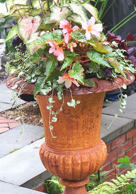 Planter with Begonias.