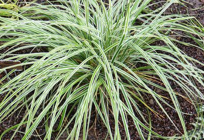 Ribbon grass.