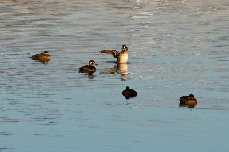 Surf Scoters