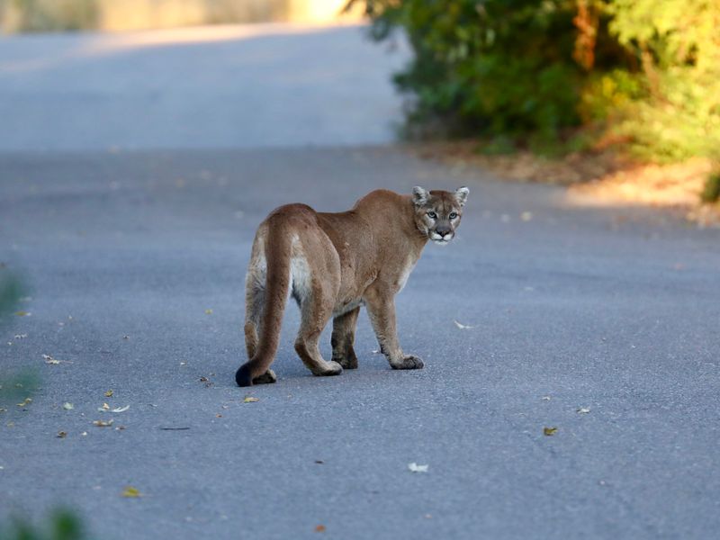 Mountain Lion