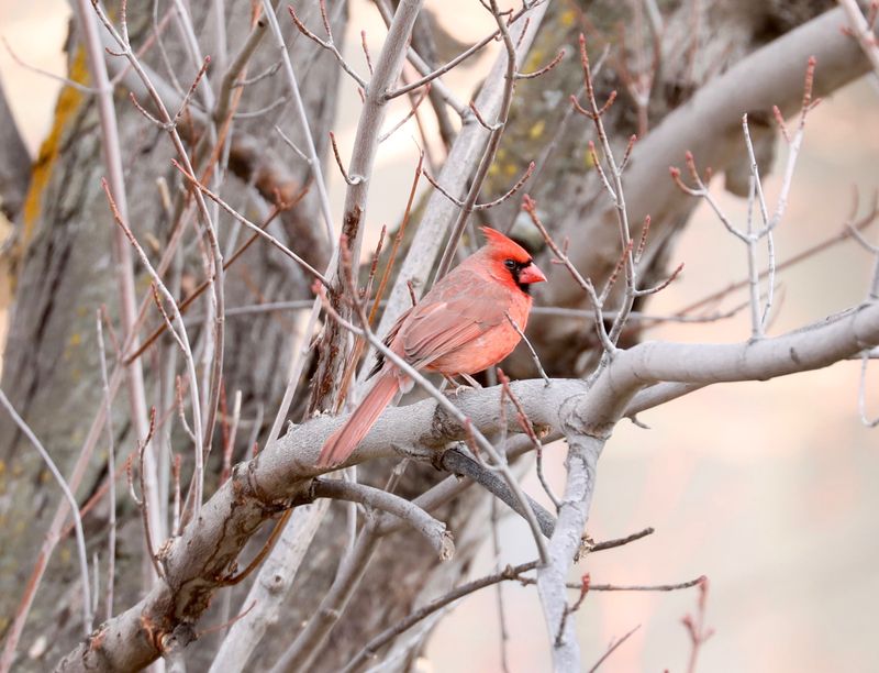 Northern Cardinal