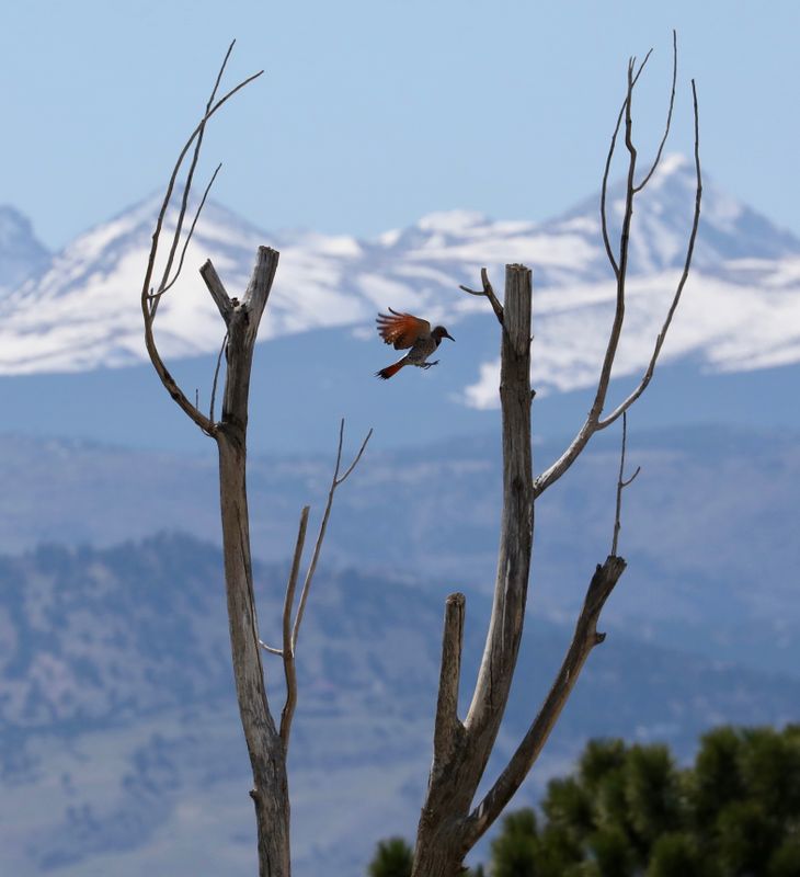 Northern Flicker