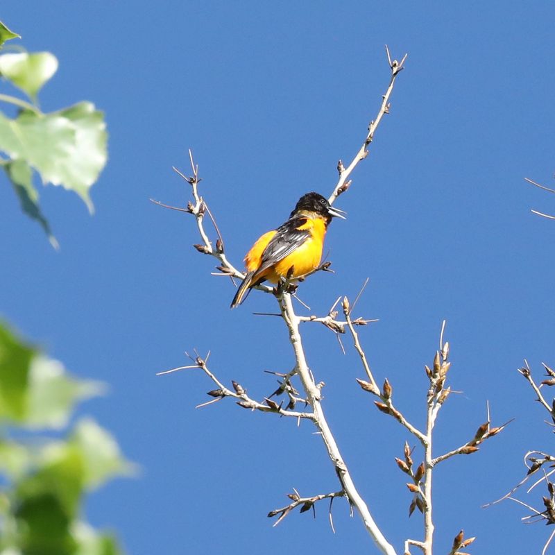 Baltimore Oriole