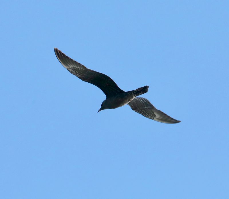 Long-tailed Jaeger