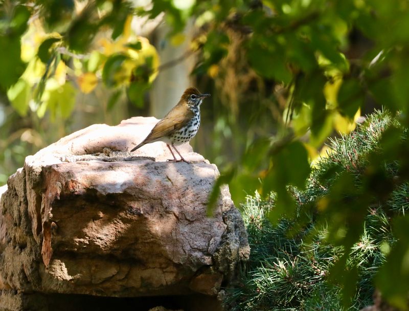 Wood Thrush