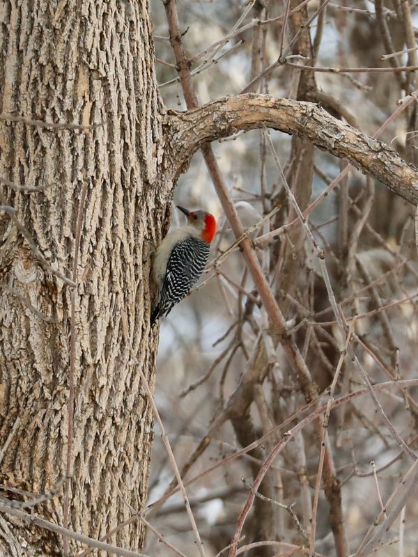 Red-bellied Woodpecker