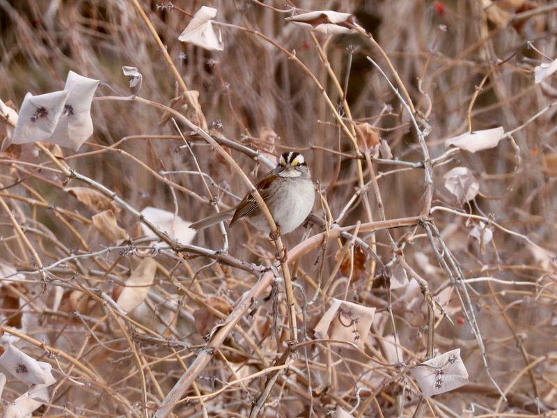 White-throated Sparrow