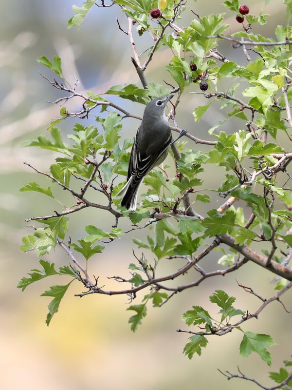 Plumbeous Vireo