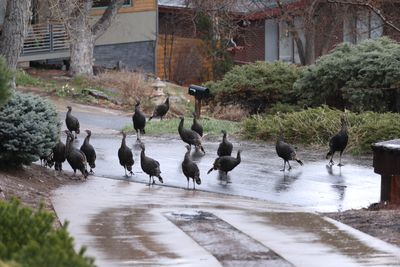 Wild Turkeys
