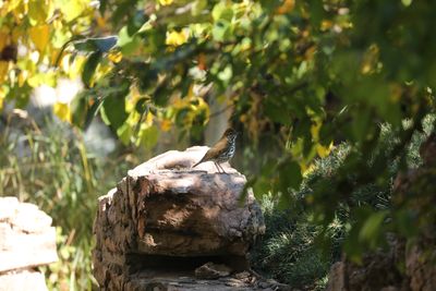 Wood Thrush