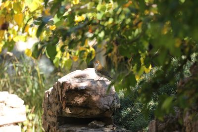 Wood Thrush
