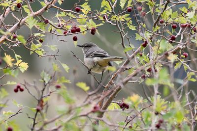 Northern Mockingbird
