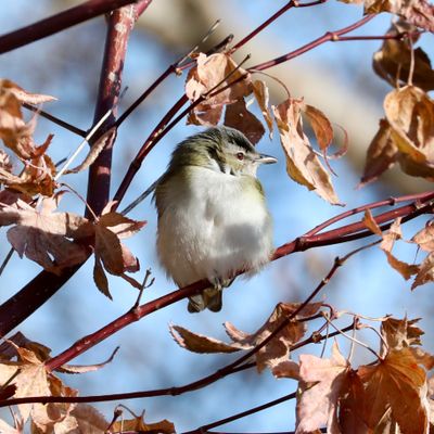 Red-eyed Vireo