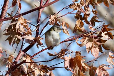 Red-eyed Vireo