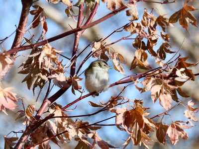 Red-eyed Vireo