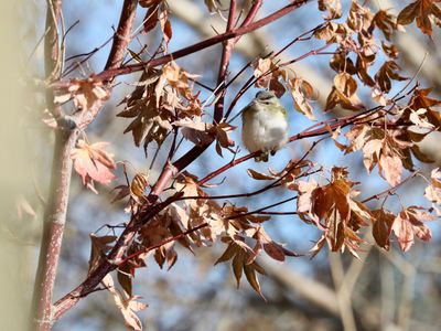 Red-eyed Vireo