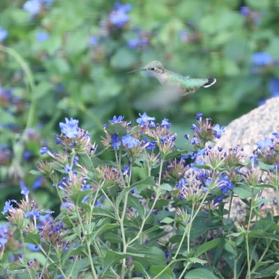 Calliope Hummingbird